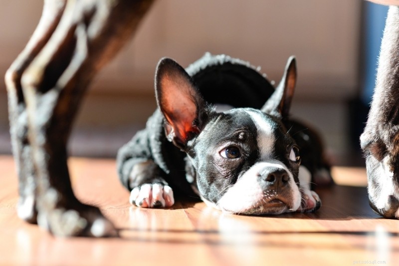 Smoothly Introducing a Puppy to Your Senior Dog: A Step‑by‑Step Guide