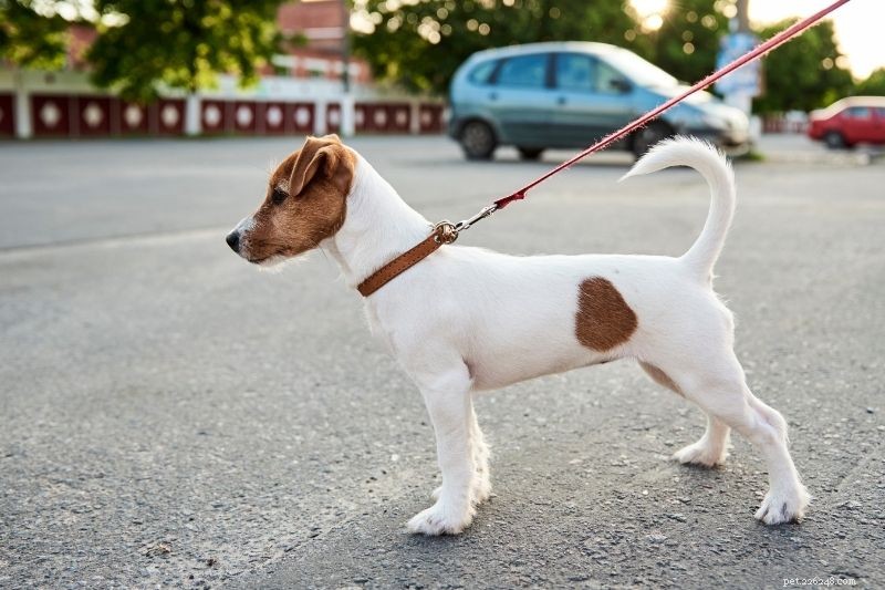 How to Calm a Stressed Dog: Simple Steps for a Peaceful Pet