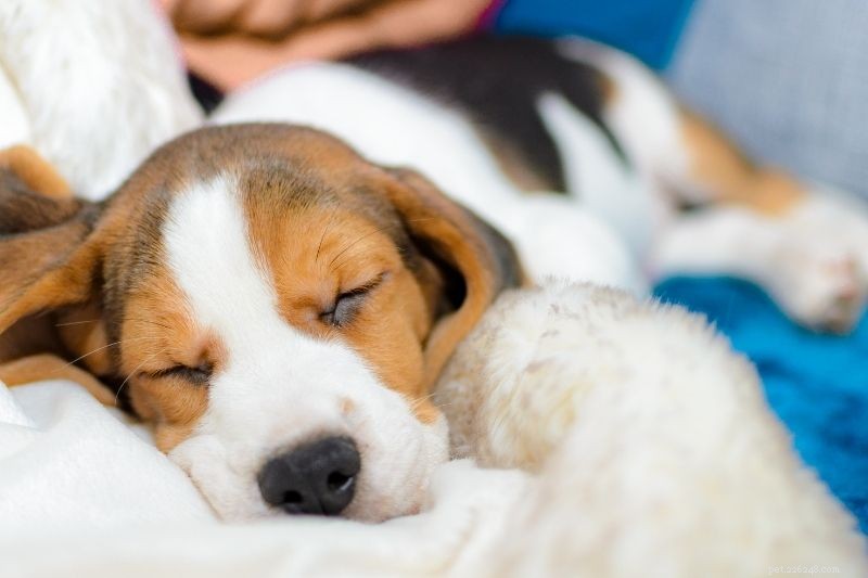 Where Should Your Dog Sleep? Tips for Comfort & Safety