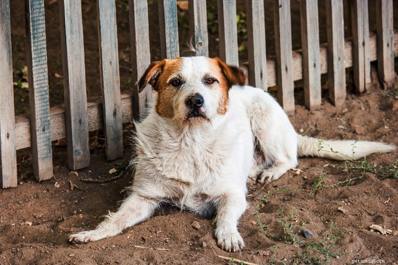 How to Prevent Your Dog from Jumping and Climbing Fences