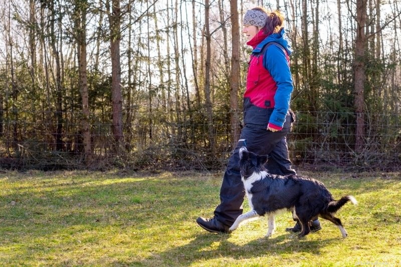 Master 10 Key Dog Commands for a Well‑Behaved Companion
