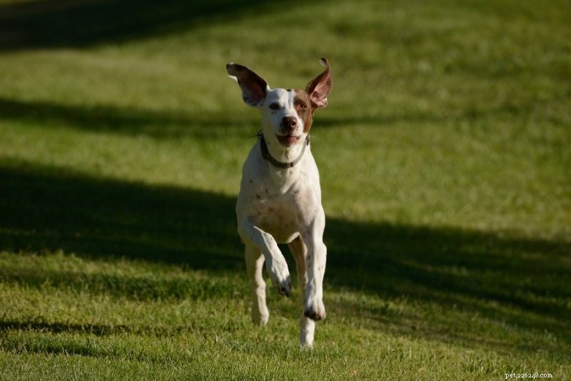 How to Get Your Dog to Respond When You Call
