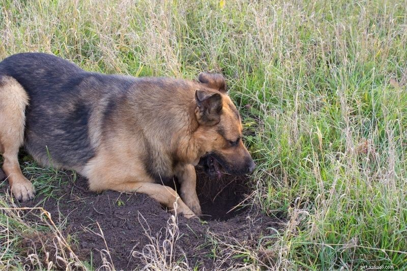 Effective Ways to Stop Dogs from Digging Holes