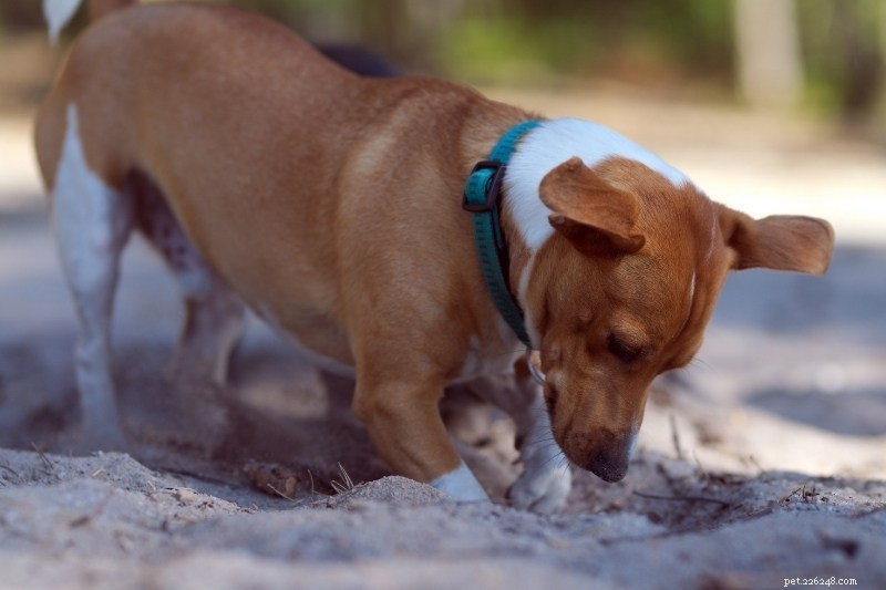 Effective Ways to Stop Dogs from Digging Holes