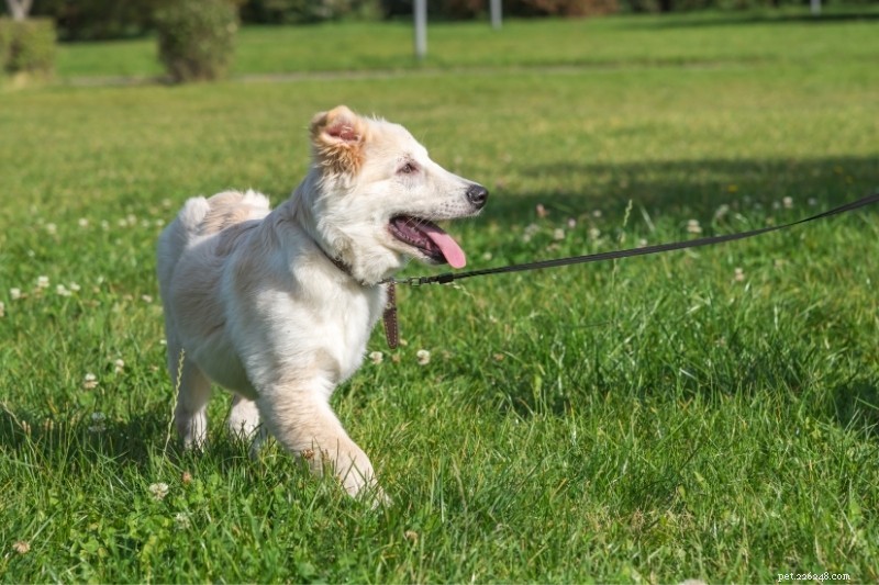 Adult Dog Socialization: How to Build Confidence After the Puppy Years