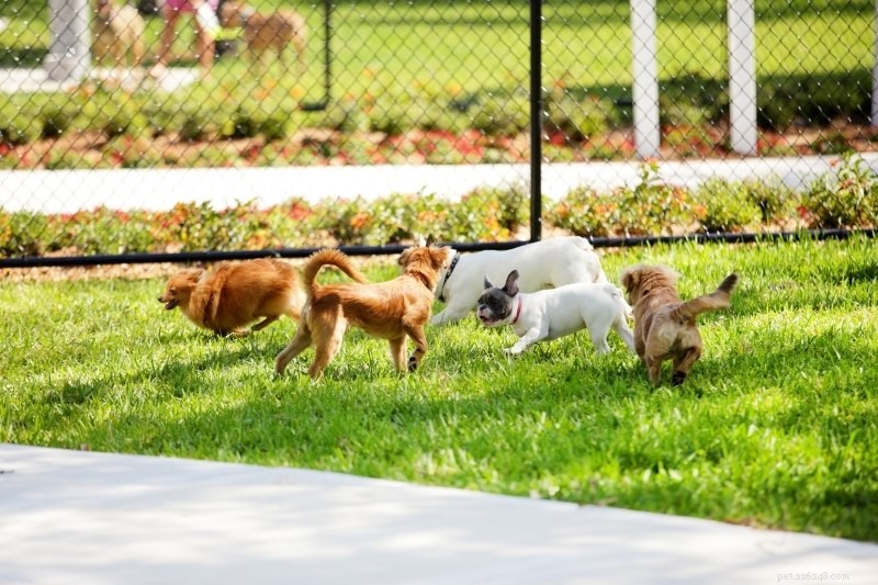 Adult Dog Socialization: How to Build Confidence After the Puppy Years