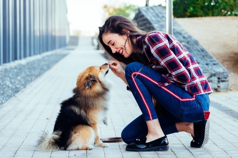 Adult Dog Socialization: How to Build Confidence After the Puppy Years