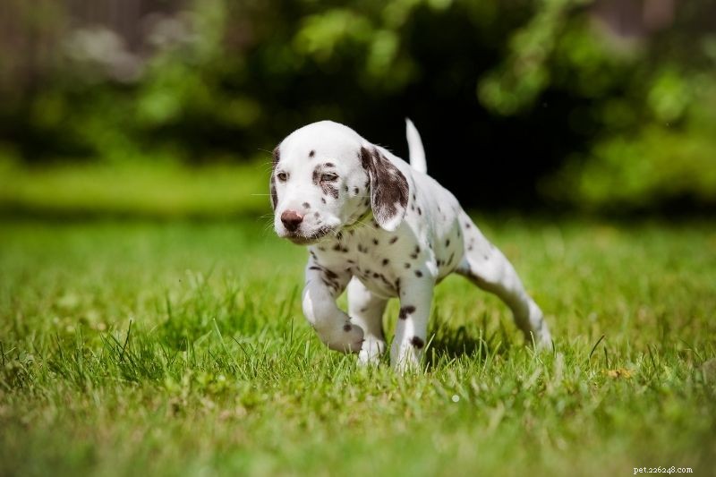 9 Proven Tips to Socialize Your Puppy Successfully