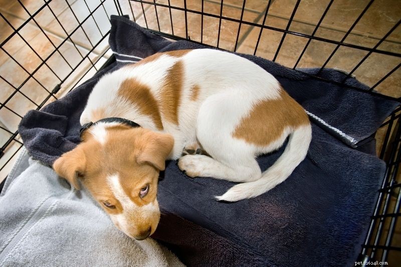 9 Proven Tips to Socialize Your Puppy Successfully