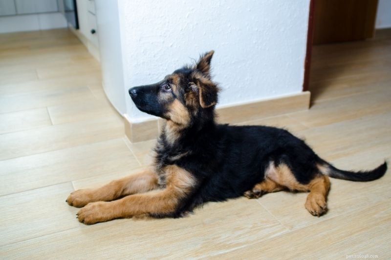 The Ultimate Puppy‑Raising Guide: Expert Tips & Proven Strategies