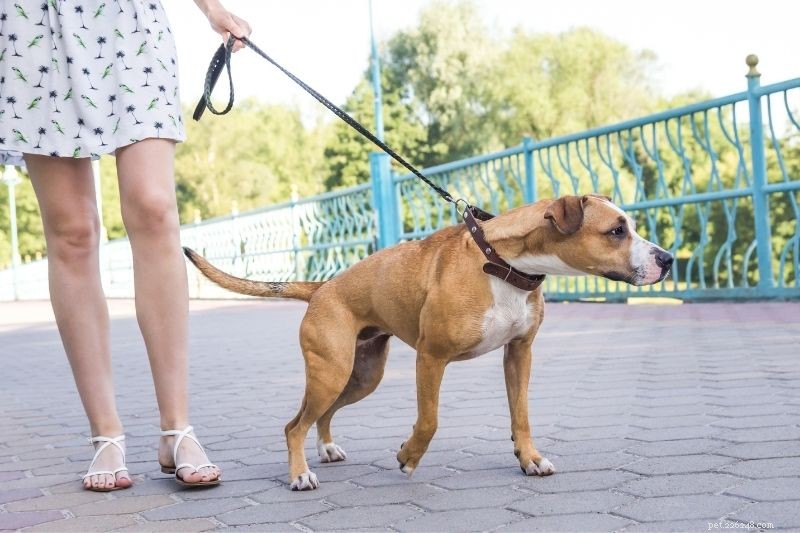 How to Stop Your Dog From Pulling on the Leash: Expert Tips