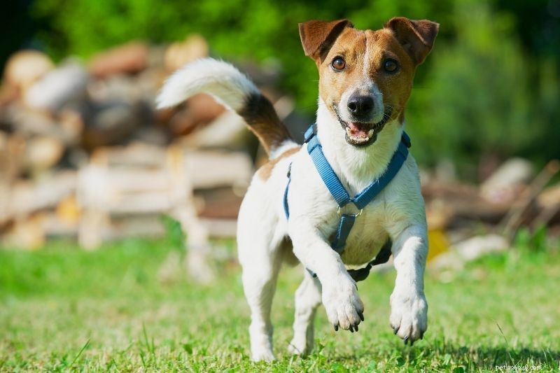 How to Stop Your Dog From Pulling on the Leash: Expert Tips