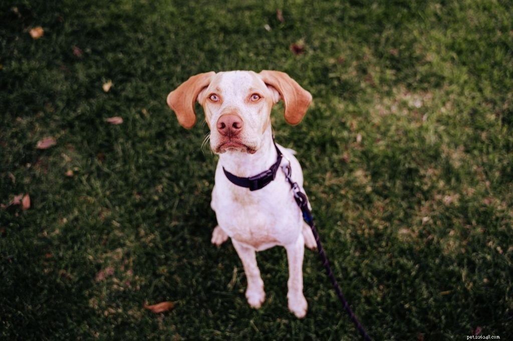 How to Teach My Dog to Sit: Simple Steps for Success