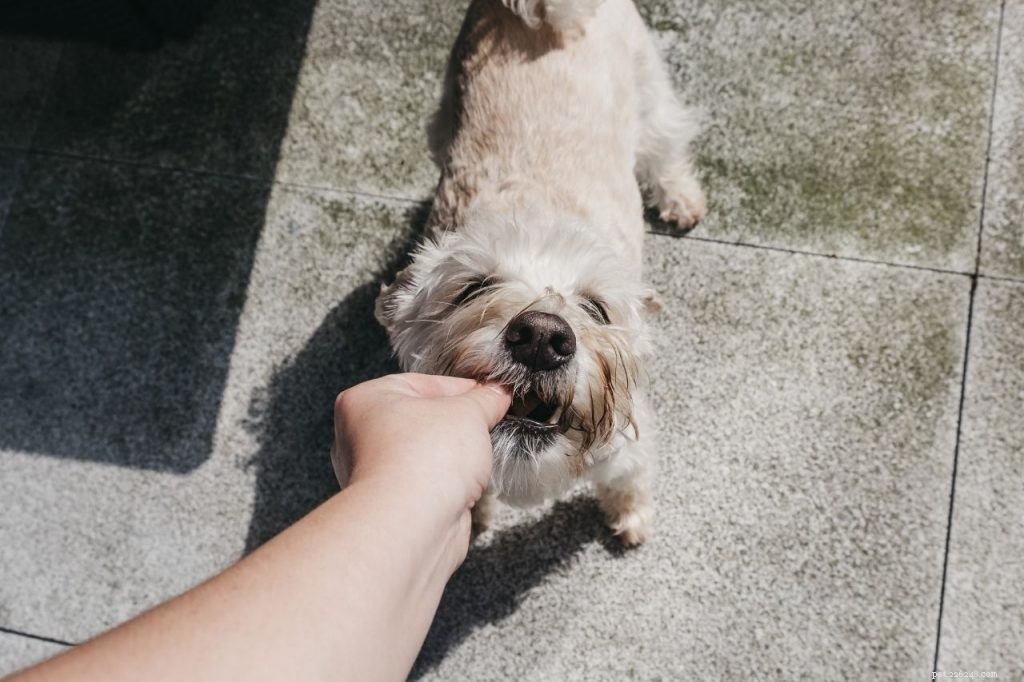 Master Your Dog’s Recall: Simple Steps to Make Them Return When Called