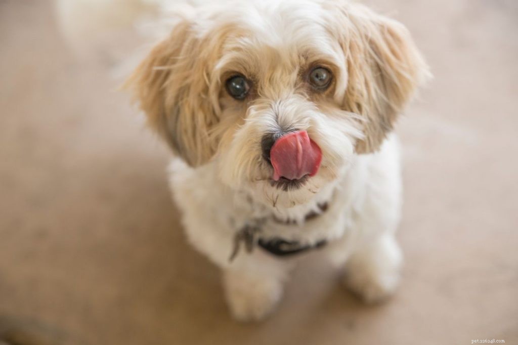 How to Teach Your Dog Their Name: A Simple, Gentle Guide