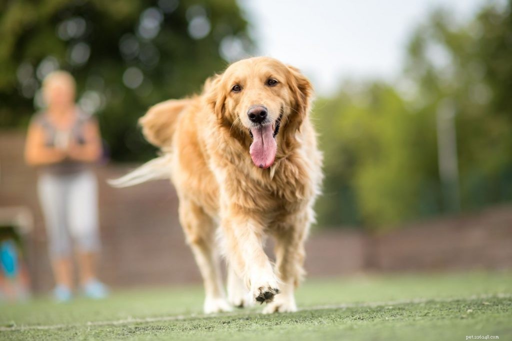 Mastering Off‑Leash Walks: A Confidence‑Building Guide for You and Your Dog