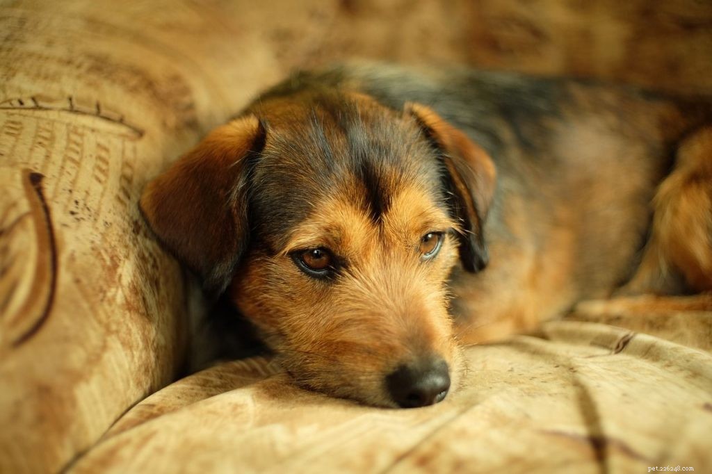 Teaching Your Dog to Stay Calm When Alone: A Step‑by‑Step Guide
