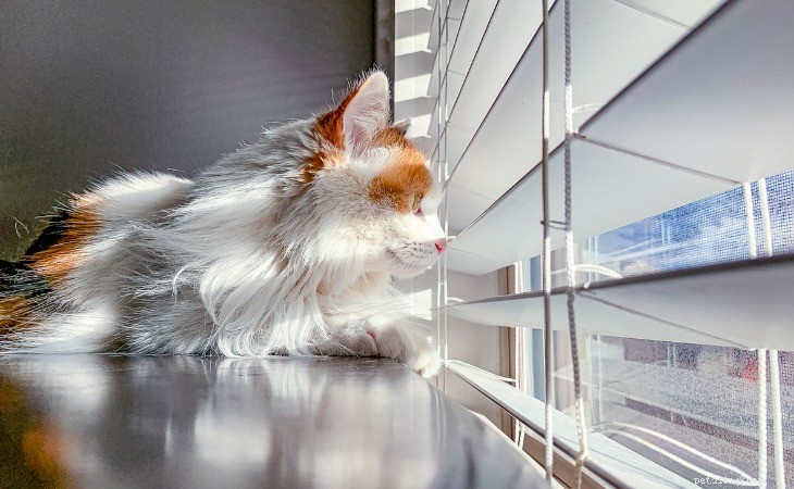 Keep Your Cat Cool: Expert Tips to Safeguard Against Heat