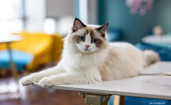Persian vs. Ragdoll Cats: Spot the Differences & Choose the Right Breed