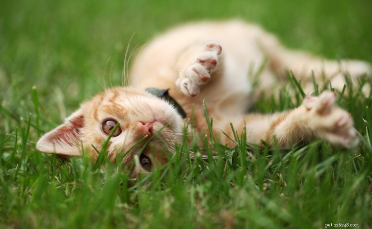 Why Cats Love Grass: The Science Behind Their Herbivorous Habit
