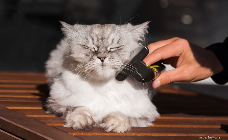 Essential Guide to Brushing Your Long‑Haired Cat