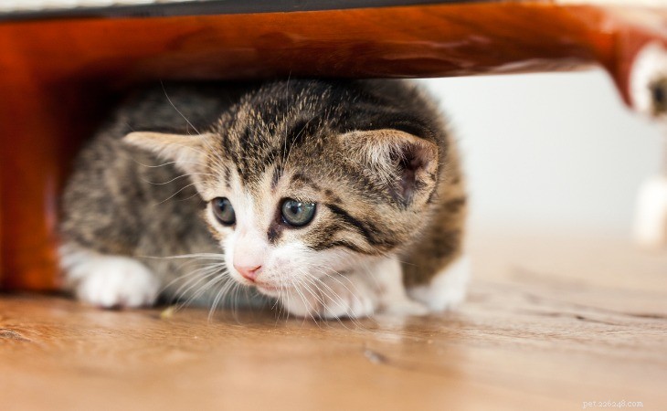 How to Tell a Crying Cat from a Meowing Cat: Decoding Feline Vocalizations