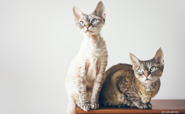 7 Small Cat Breeds That Stay Tiny All Their Lives