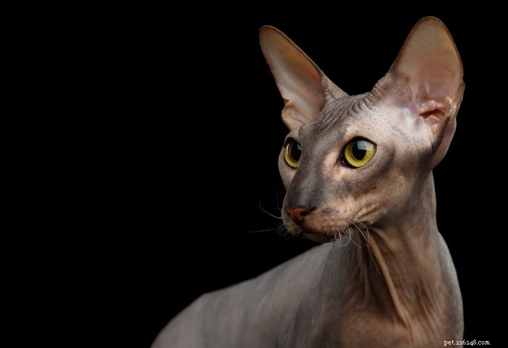 Discover the 4 Most Popular Hairless Cat Breeds