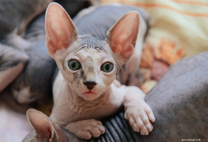 Discover the 4 Most Popular Hairless Cat Breeds