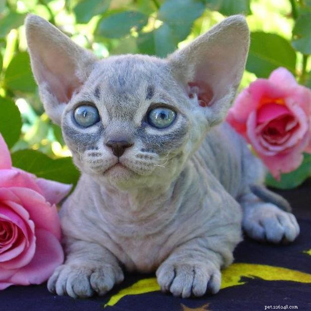 Discover the 4 Most Popular Hairless Cat Breeds