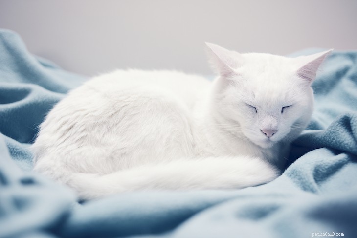Cat Coat Colors & Patterns Explained: What Every Owner Should Know