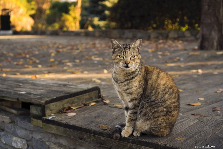 Cat Coat Colors & Patterns Explained: What Every Owner Should Know