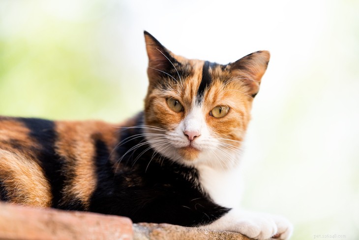 Cat Coat Colors & Patterns Explained: What Every Owner Should Know