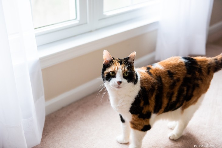 Cat Coat Colors & Patterns Explained: What Every Owner Should Know
