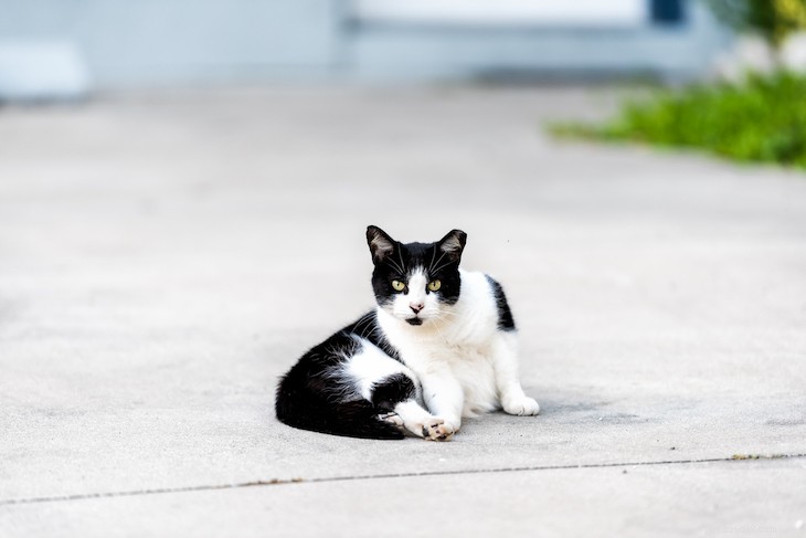 Cat Coat Colors & Patterns Explained: What Every Owner Should Know