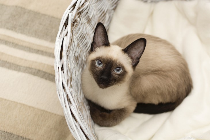 Cat Coat Colors & Patterns Explained: What Every Owner Should Know