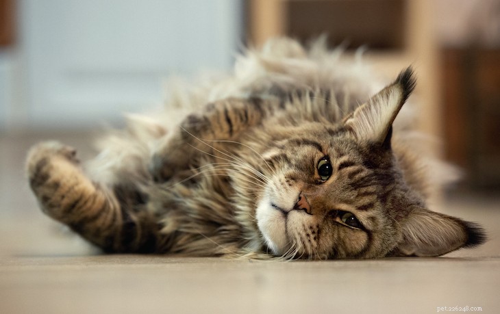 20 Surprising Secrets About the Maine Coon Cat