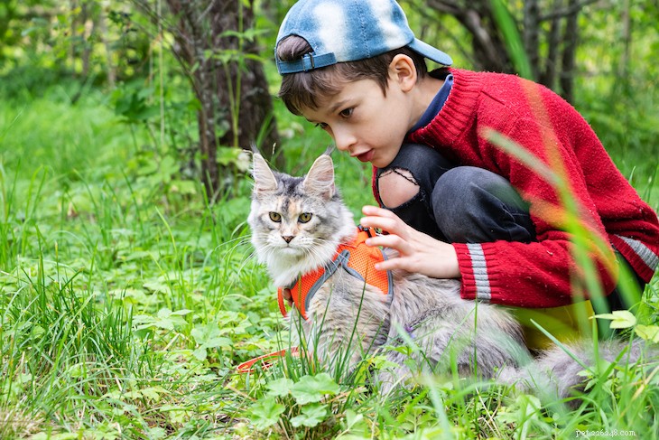 20 Surprising Secrets About the Maine Coon Cat