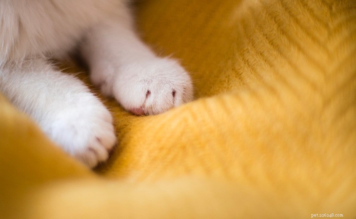 Understanding Why Cats Knead: The Science Behind This Cuddle Behavior