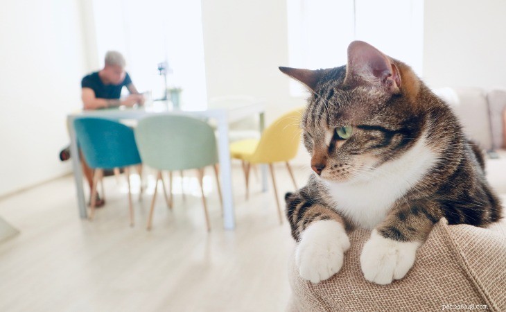 Understanding Why Cats Knead: The Science Behind This Cuddle Behavior