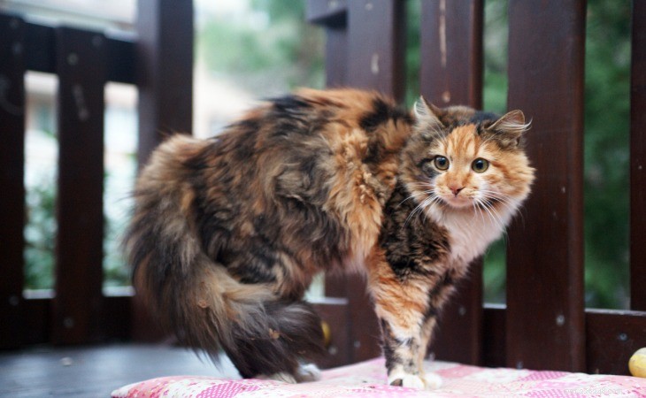 Understanding Cat Tail Wagging: What It Really Means