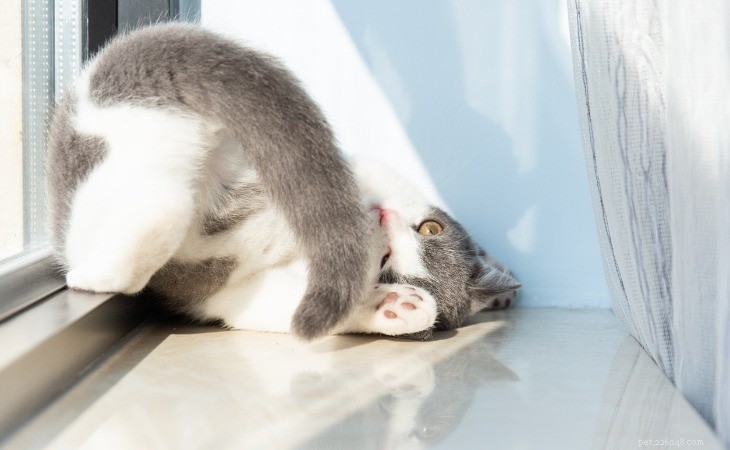 Understanding Cat Tail Wagging: What It Really Means