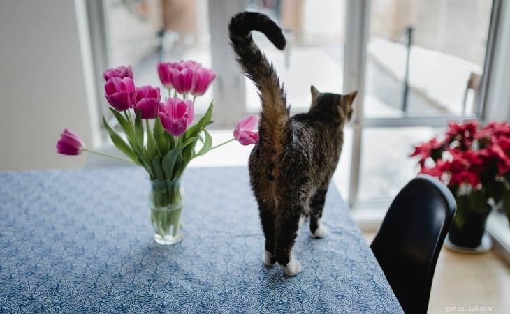 What Your Cat’s Rear Tells You: 6 Key Insights