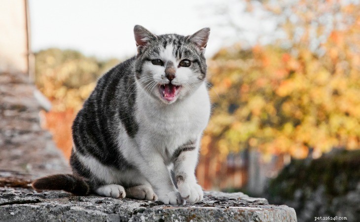Decoding Your Cat s Calls: The Science Behind Every Meow