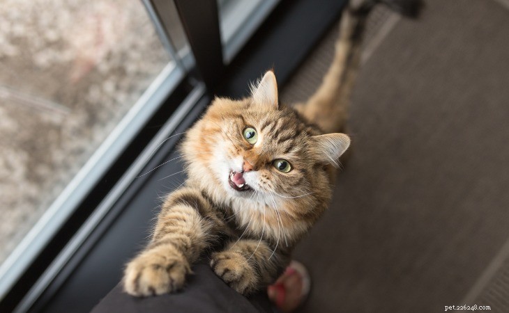 Decoding Your Cat s Calls: The Science Behind Every Meow
