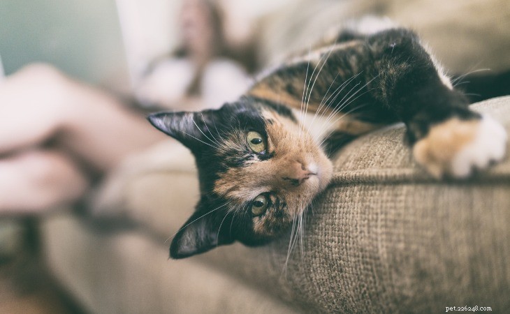 The Complete Guide to Tricolor, Calico, and Tortoiseshell Cats: Origins, Traits, and Care