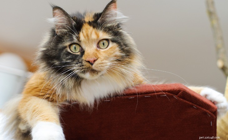The Complete Guide to Tricolor, Calico, and Tortoiseshell Cats: Origins, Traits, and Care