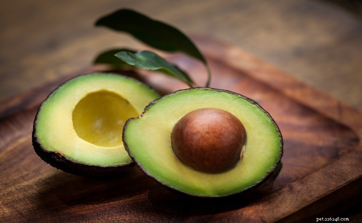 26 Foods That Are Harmful to Cats: A Must-Read Guide for Pet Owners