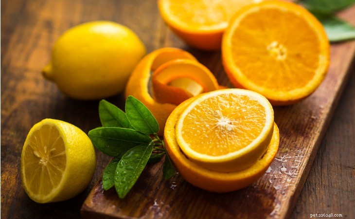 26 Foods That Are Harmful to Cats: A Must-Read Guide for Pet Owners