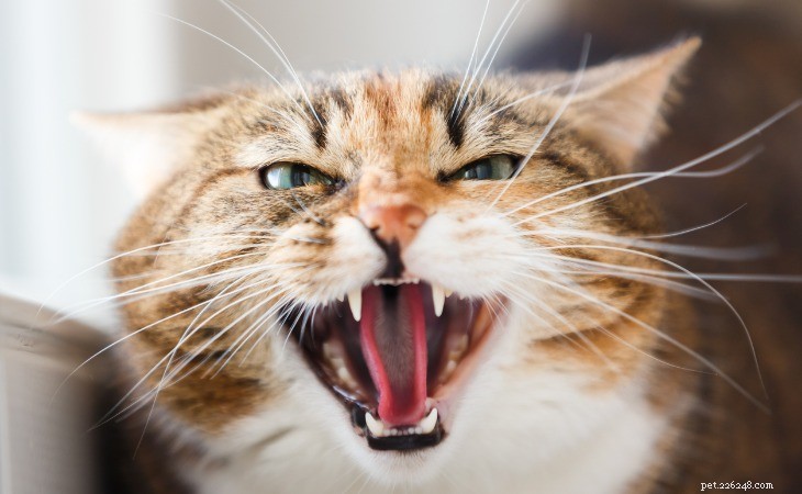 Understanding Your Cat s Nighttime Meowing: Causes & Solutions
